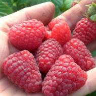 Саженец Малина Анфиса в контейнере